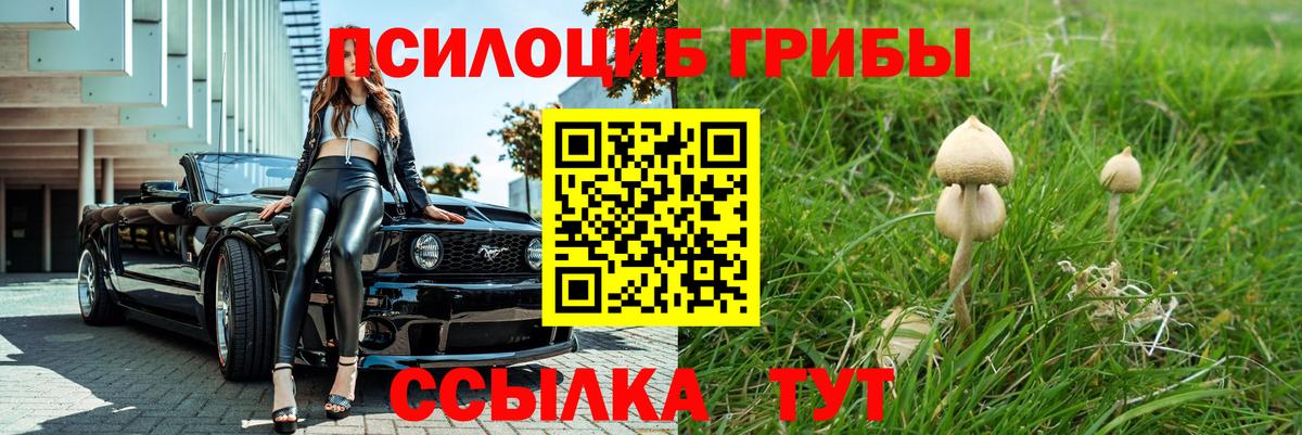 Псилоцибиновые грибы Psilocybine cubensis Касимов